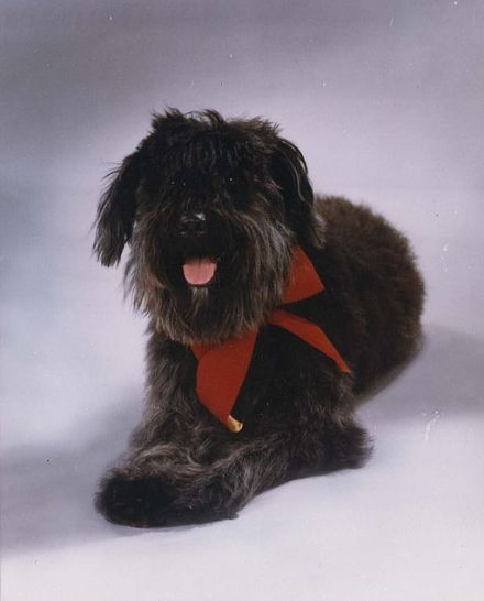 official_portrait_of_lucky_the_dog